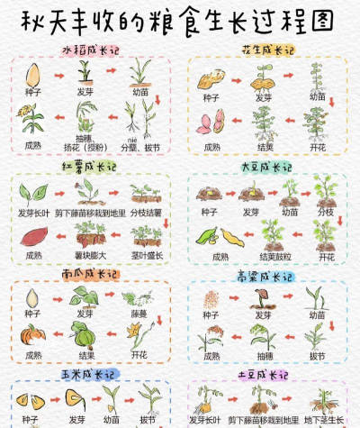 家里阳光不足怎么养花，选对植物种类，掌握养护技巧