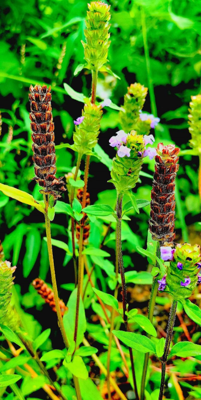 家里阳光不足怎么养花，选对植物种类，掌握养护技巧