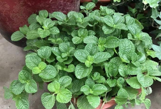 家里阳光不足怎么养花，选对植物种类，掌握养护技巧