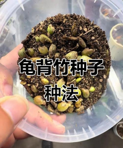 家里阳光不足怎么养花，选对植物种类，掌握养护技巧