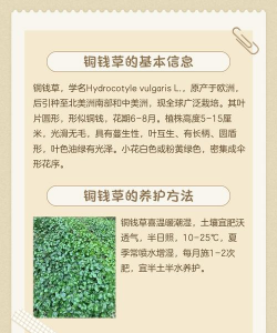 家里阳光不足怎么养花，选对植物种类，掌握养护技巧