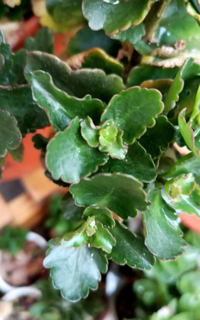 家里阳光不足怎么养花，选对植物种类，掌握养护技巧