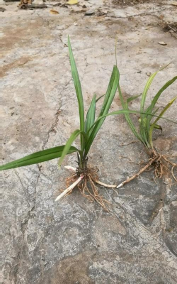 家里阳光不足怎么养花，选对植物种类，掌握养护技巧