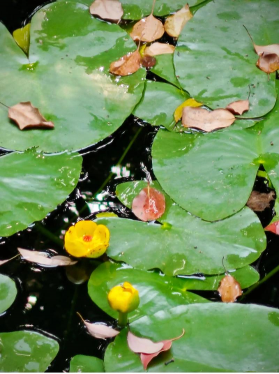 家里阳光不足怎么养花，选对植物种类，掌握养护技巧