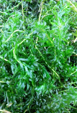 家里阳光不足怎么养花，选对植物种类，掌握养护技巧