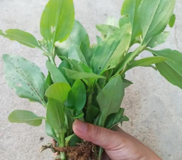 家里阳光不足怎么养花，选对植物种类，掌握养护技巧