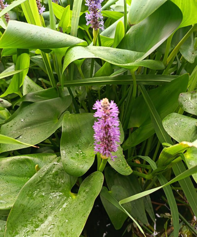 家里阳光不足怎么养花，选对植物种类，掌握养护技巧