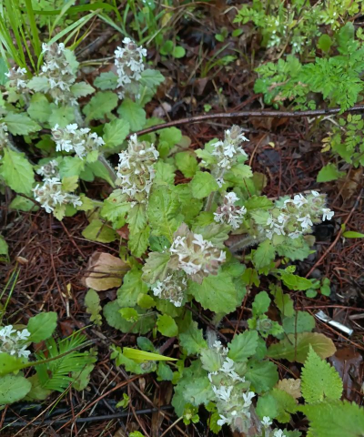 家里阳光不足怎么养花，选对植物种类，掌握养护技巧