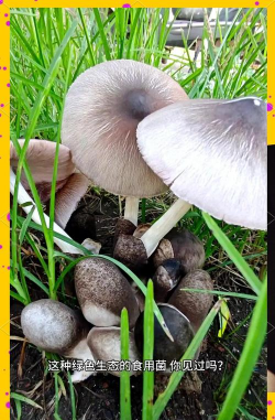 家里阳光不足怎么养花，选对植物种类，掌握养护技巧