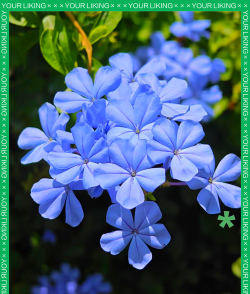 家里阳光不足怎么养花，选对植物种类，掌握养护技巧