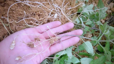 家里阳光不足怎么养花，选对植物种类，掌握养护技巧