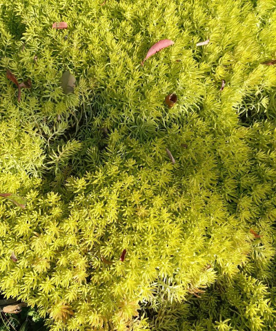 家里阳光不足怎么养花，选对植物种类，掌握养护技巧