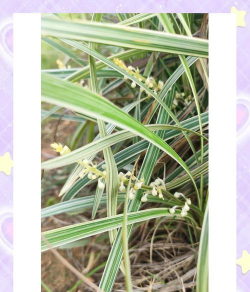 家里阳光不足怎么养花，选对植物种类，掌握养护技巧