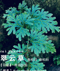 家里阳光不足怎么养花，选对植物种类，掌握养护技巧