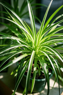 家里阳光不足怎么养花，选对植物种类，掌握养护技巧