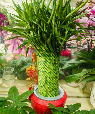 家里阳光不足怎么养花，选对植物种类，掌握养护技巧