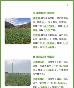 家里阳光不足怎么养花，选对植物种类，掌握养护技巧