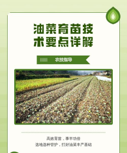 家里阳光不足怎么养花，选对植物种类，掌握养护技巧