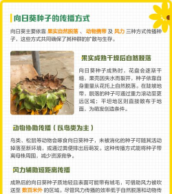 家里阳光不足怎么养花，选对植物种类，掌握养护技巧