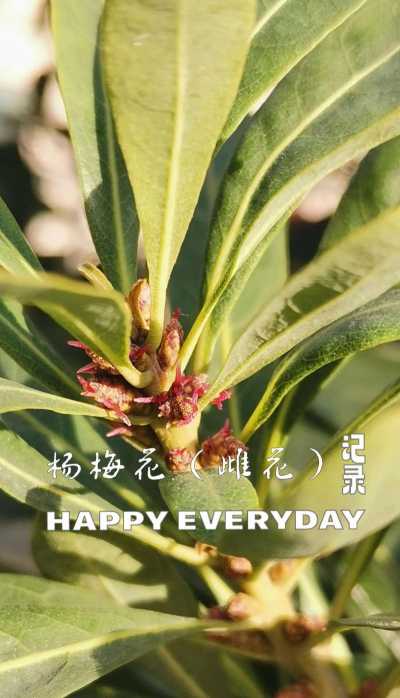 家里阳光不足怎么养花，选对植物种类，掌握养护技巧