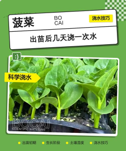 家里阳光不足怎么养花，选对植物种类，掌握养护技巧
