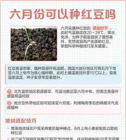 家里阳光不足怎么养花，选对植物种类，掌握养护技巧
