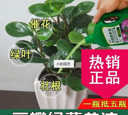 家里阳光不足怎么养花，选对植物种类，掌握养护技巧