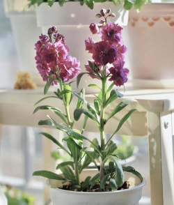 家里阳光不足怎么养花，选对植物种类，掌握养护技巧