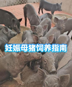 家里阳光不足怎么养花，选对植物种类，掌握养护技巧