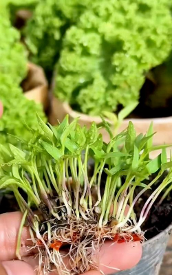 家里阳光不足怎么养花，选对植物种类，掌握养护技巧