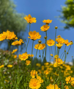 家里阳光不足怎么养花，选对植物种类，掌握养护技巧