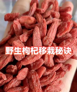 家里阳光不足怎么养花，选对植物种类，掌握养护技巧