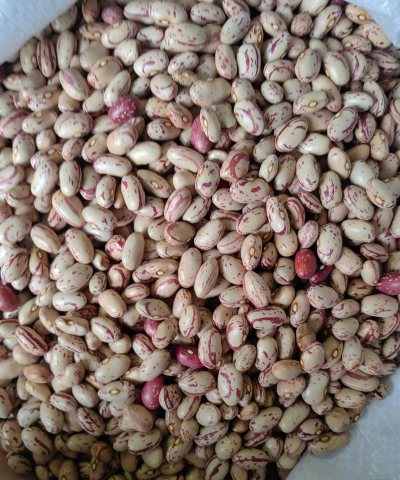 家里阳光不足怎么养花，选对植物种类，掌握养护技巧