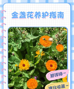 家里阳光不足怎么养花，选对植物种类，掌握养护技巧