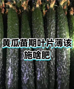 家里阳光不足怎么养花，选对植物种类，掌握养护技巧