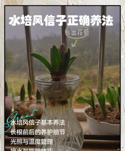 家里阳光不足怎么养花，选对植物种类，掌握养护技巧