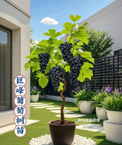 家里阳光不足怎么养花，选对植物种类，掌握养护技巧