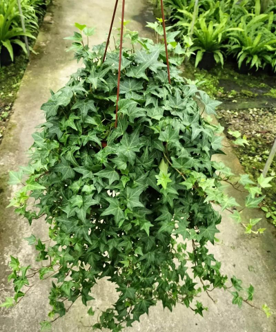 家里阳光不足怎么养花，选对植物种类，掌握养护技巧