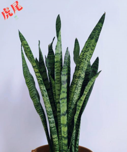 家里阳光不足怎么养花，选对植物种类，掌握养护技巧