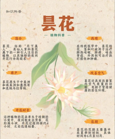 家里阳光不足怎么养花，选对植物种类，掌握养护技巧