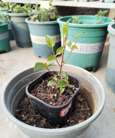 家里阳光不足怎么养花，选对植物种类，掌握养护技巧