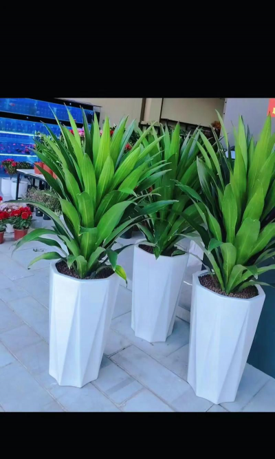 家里阳光不足怎么养花，选对植物种类，掌握养护技巧