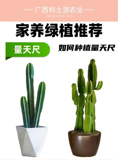 家里阳光不足怎么养花，选对植物种类，掌握养护技巧