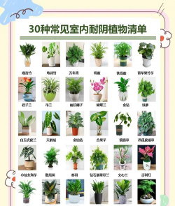 家里阳光不足怎么养花，选对植物种类，掌握养护技巧