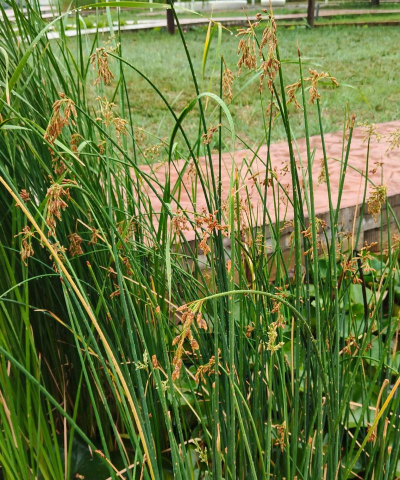 家里阳光不足怎么养花，选对植物种类，掌握养护技巧