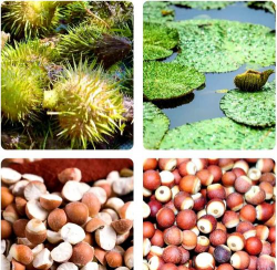 家里阳光不足怎么养花，选对植物种类，掌握养护技巧