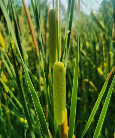 家里阳光不足怎么养花，选对植物种类，掌握养护技巧