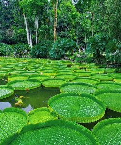 家里阳光不足怎么养花，选对植物种类，掌握养护技巧