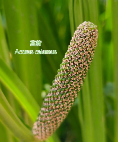 家里阳光不足怎么养花，选对植物种类，掌握养护技巧