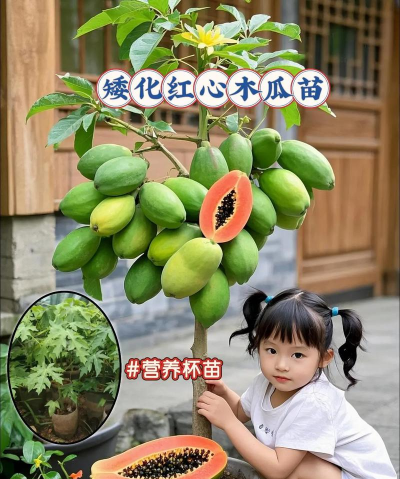 家里阳光不足怎么养花，选对植物种类，掌握养护技巧